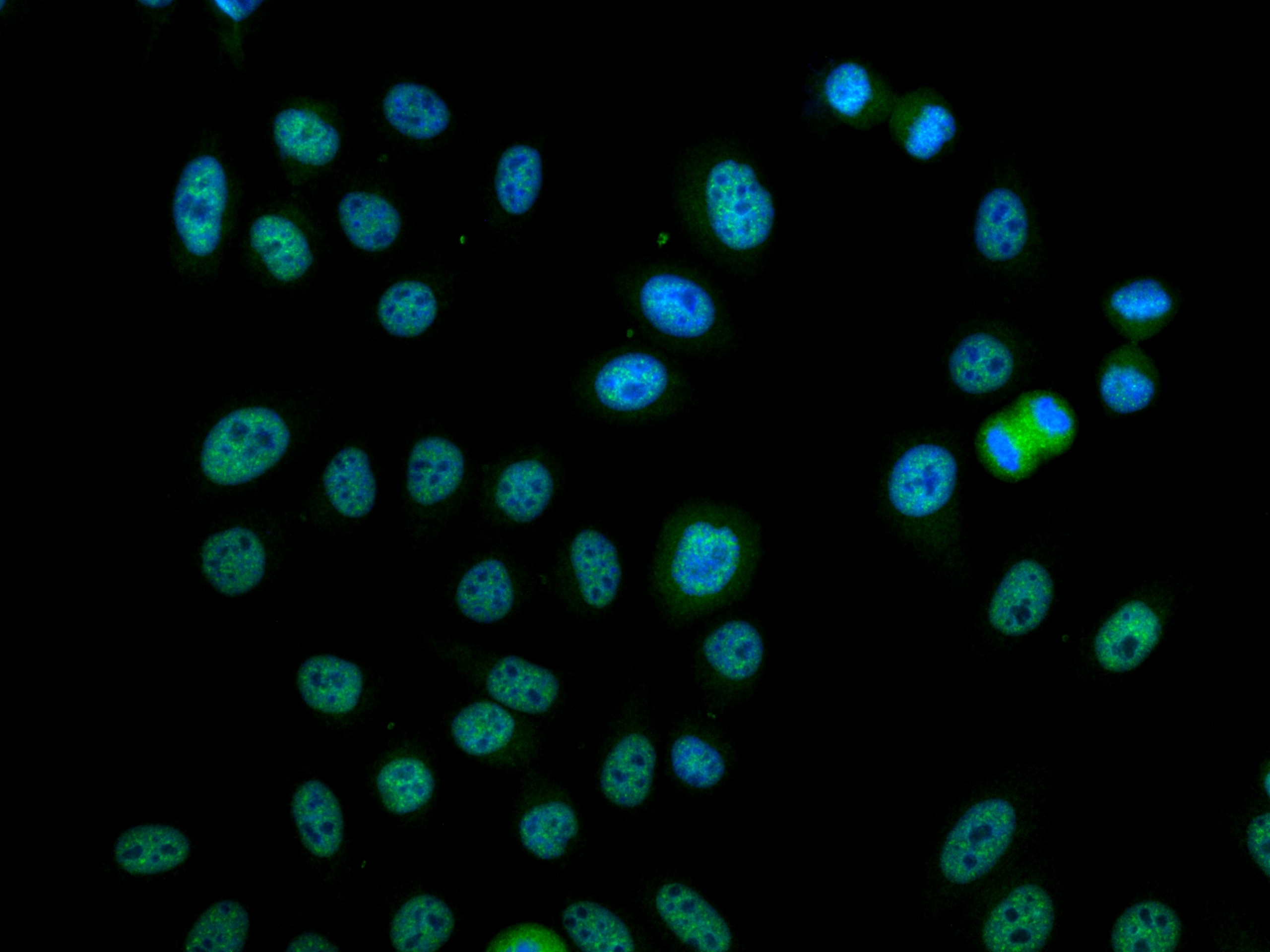 Immunofluorescence (IF) / fluorescent staining of HepG2 cells using CoraLite® Plus 488-conjugated Phospho-mTOR (Ser244 (CL488-67778)