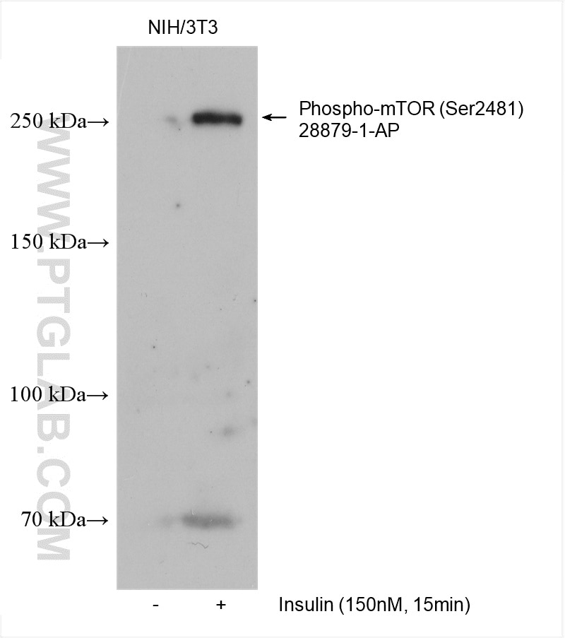 Western Blot (WB) analysis of various lysates using Phospho-mTOR (Ser2481) Polyclonal antibody (28879-1-AP)