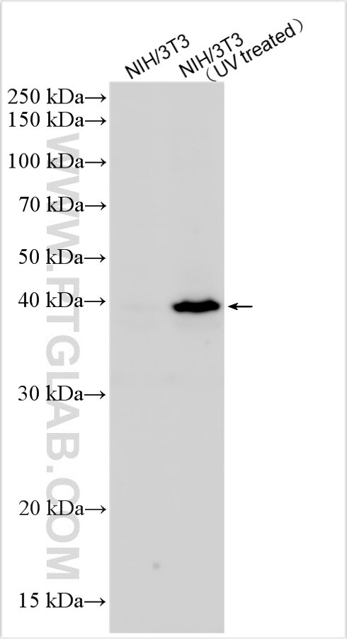 Western Blot (WB) analysis of various lysates using Phospho-p38 MAPK (Thr180/Tyr182) Polyclonal antibo (28796-1-AP)