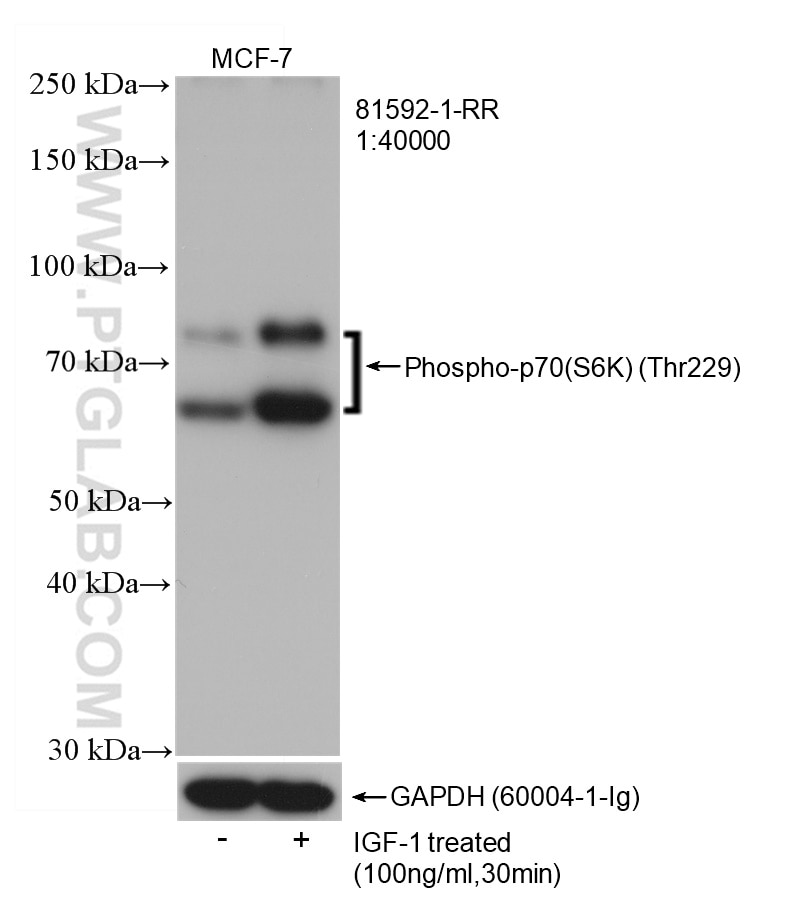 Western Blot (WB) analysis of MCF-7 cells using Phospho-p70(S6K) (Thr229) Recombinant antibody (81592-1-RR)