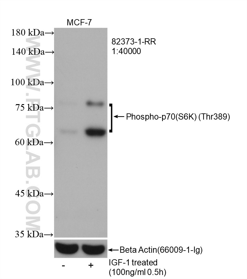 Western Blot (WB) analysis of MCF-7 cells using Phospho-p70(S6K) (Thr389) Recombinant antibody (82373-1-RR)