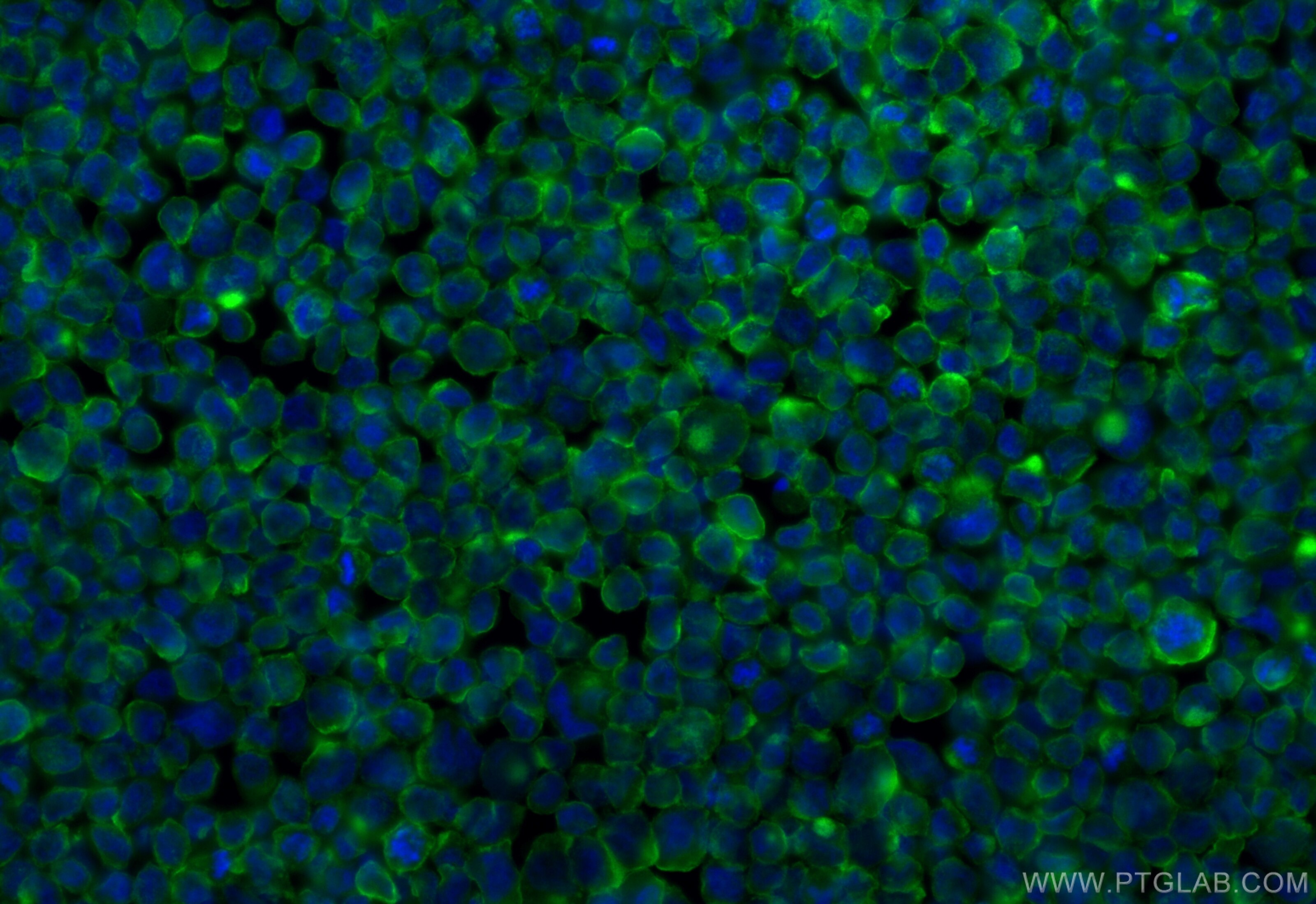 Immunofluorescence (IF) / fluorescent staining of THP-1 cells using CoraLite® Plus 488-conjugated Piezo1 (extracellula (CL488-82625-4)