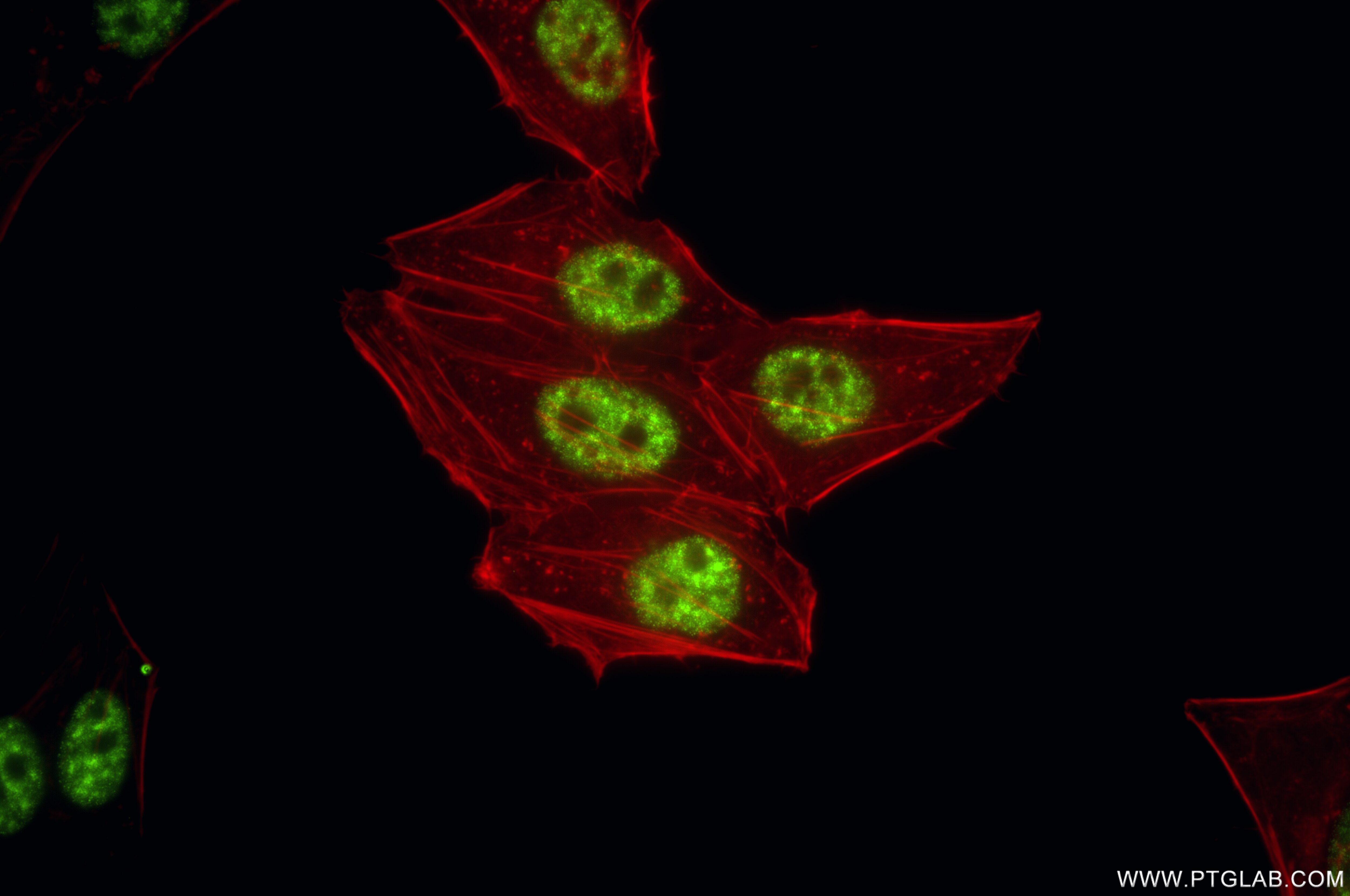 Immunofluorescent analysis of (4% PFA) fixed HepG2 cells using PNN antibody (86292-1-RR, Clone: 251028A12 ) at dilution of 1:1000 and CoraLite®488-Conjugated Goat Anti-Rabbit IgG(H+L) (SA00013-2), CL594-Phalloidin (red). Immunofluorescence (IF) / fluorescent staining of HepG2 cells using Pinin Recombinant antibody (86292-1-RR)