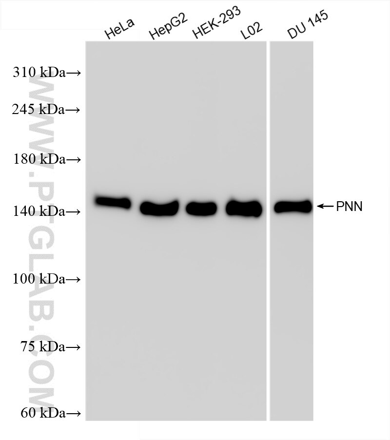 Various lysates were subjected to SDS PAGE followed by western blot with 86292-1-RR (PNN antibody) at dilution of 1:10000 incubated at room temperature for 1.5 hours. Western Blot (WB) analysis of various lysates using Pinin Recombinant antibody (86292-1-RR)