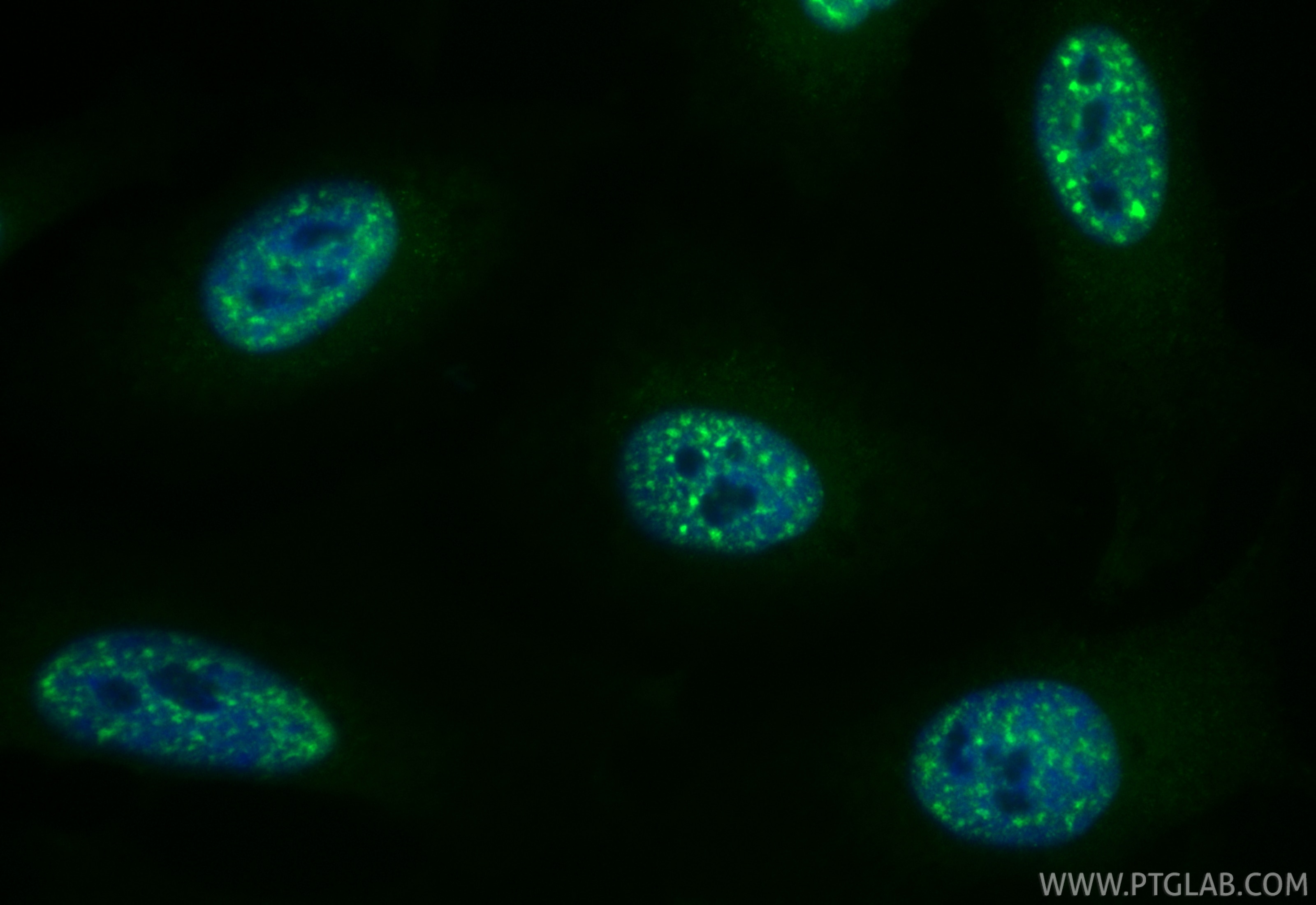 Immunofluorescence (IF) / fluorescent staining of HeLa cells using CoraLite® Plus 488-conjugated Pinin Recombinant mo (CL488-86292)