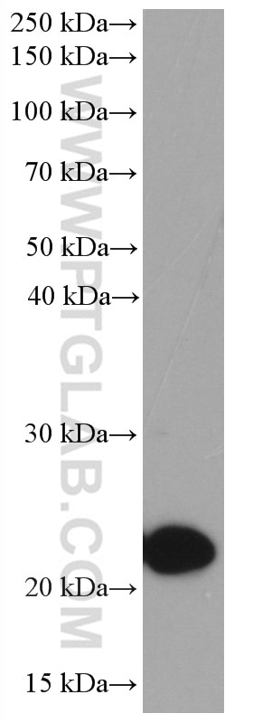 Western Blot (WB) analysis of human placenta tissue using Placental lactogen Monoclonal antibody (66728-1-Ig)