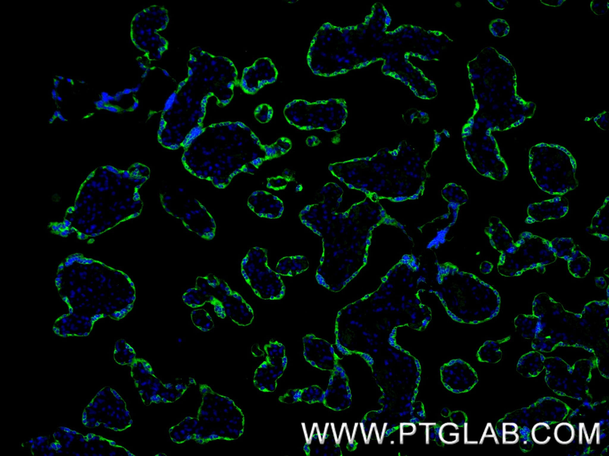 Immunofluorescence (IF) / fluorescent staining of human placenta tissue using Placental lactogen Recombinant monoclonal antibody (86658-1-RR)