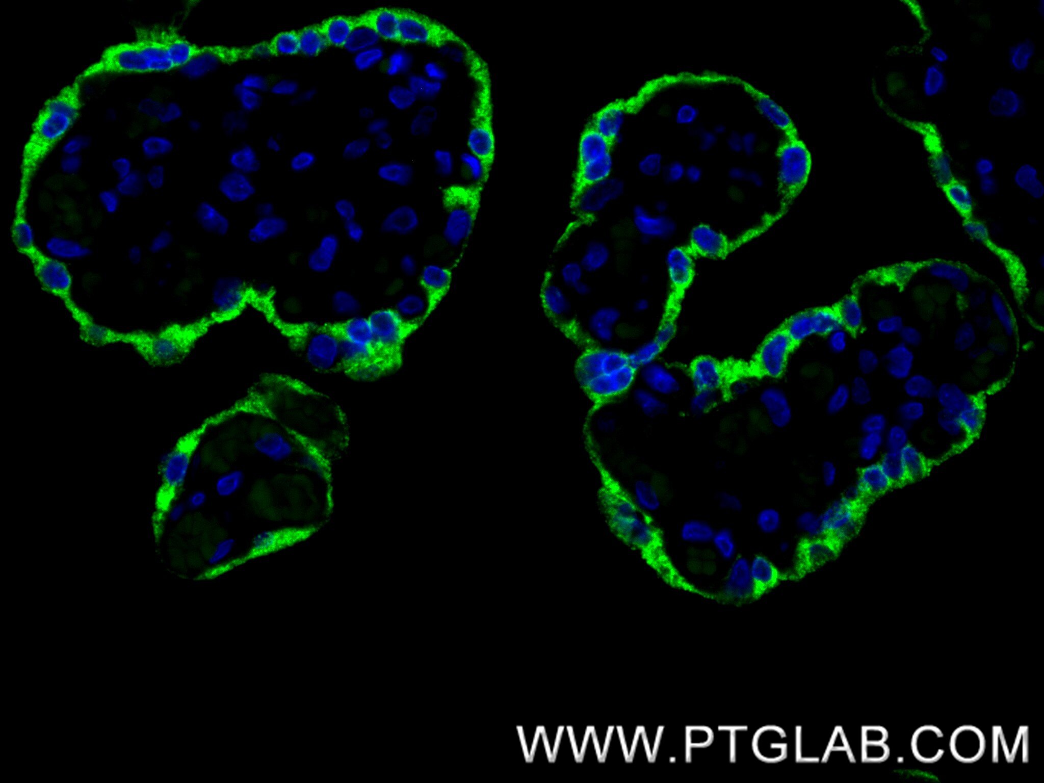 Immunofluorescence (IF) / fluorescent staining of human placenta tissue using Placental lactogen Recombinant monoclonal antibody (86658-1-RR)