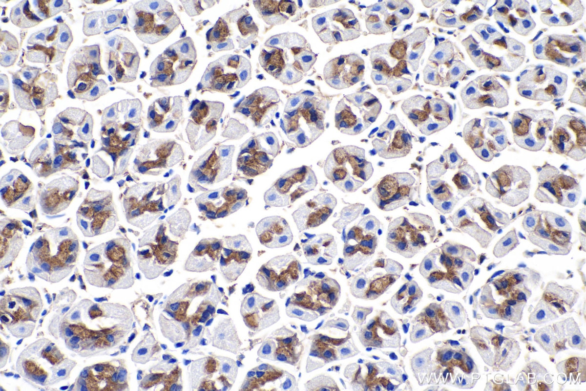 IHC staining of mouse stomach using 66445-1-Ig