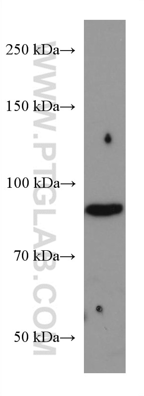 WB analysis of rat heart using 66445-1-Ig