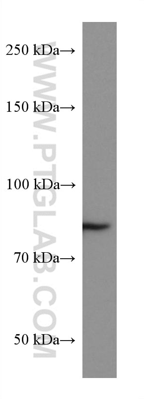 WB analysis of MDCK using 66445-1-Ig