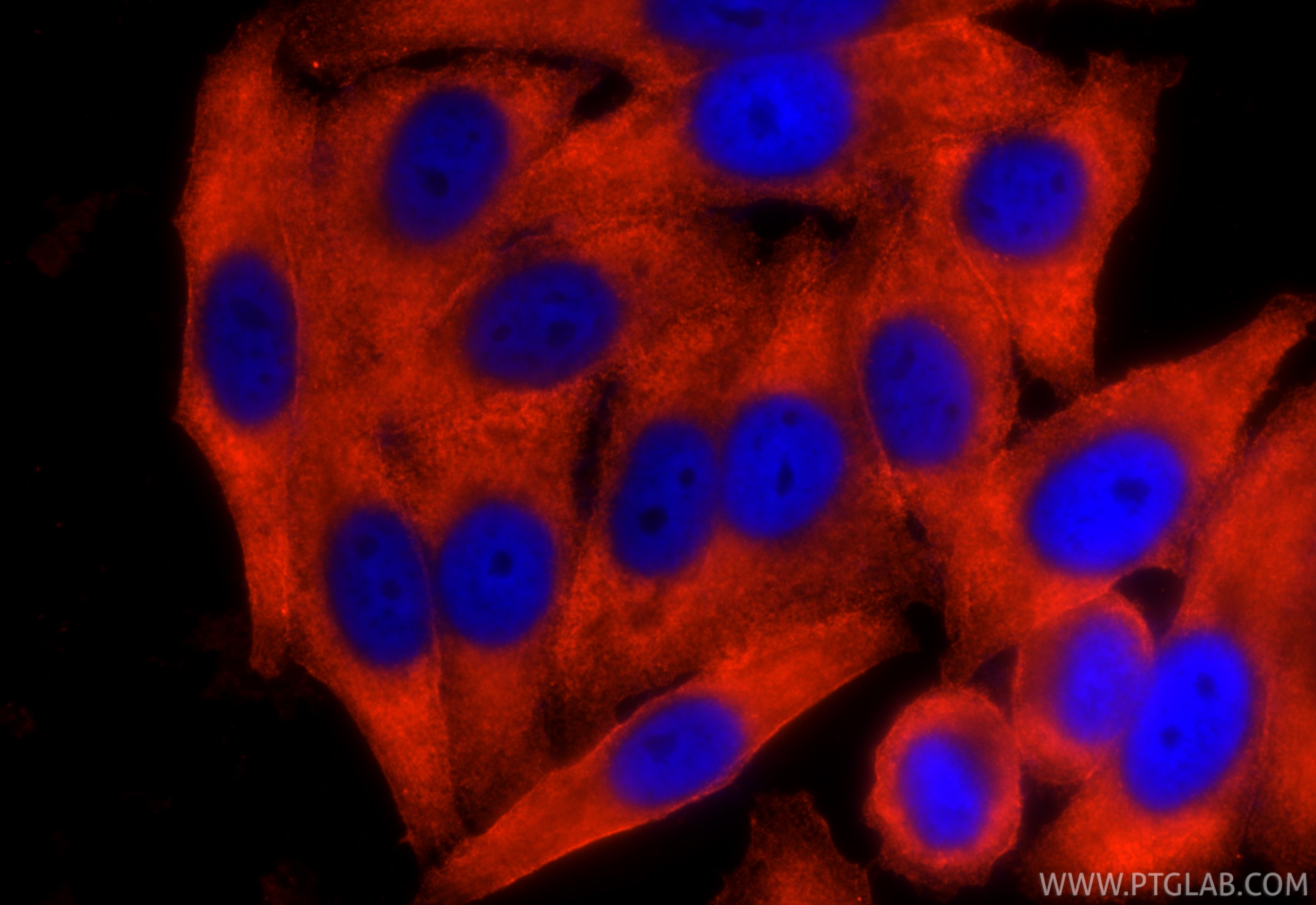 Immunofluorescence (IF) / fluorescent staining of HepG2 cells using CoraLite®594-conjugated Plasminogen Monoclonal ant (CL594-66399)