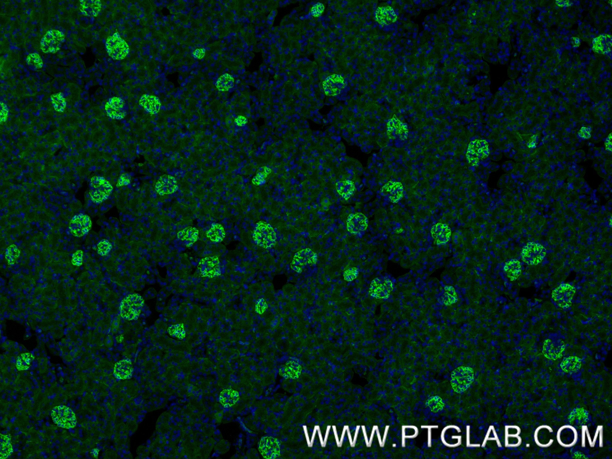 Immunofluorescence (IF) / fluorescent staining of mouse kidney tissue using Podocalyxin Recombinant monoclonal antibody (87582-2-RR)