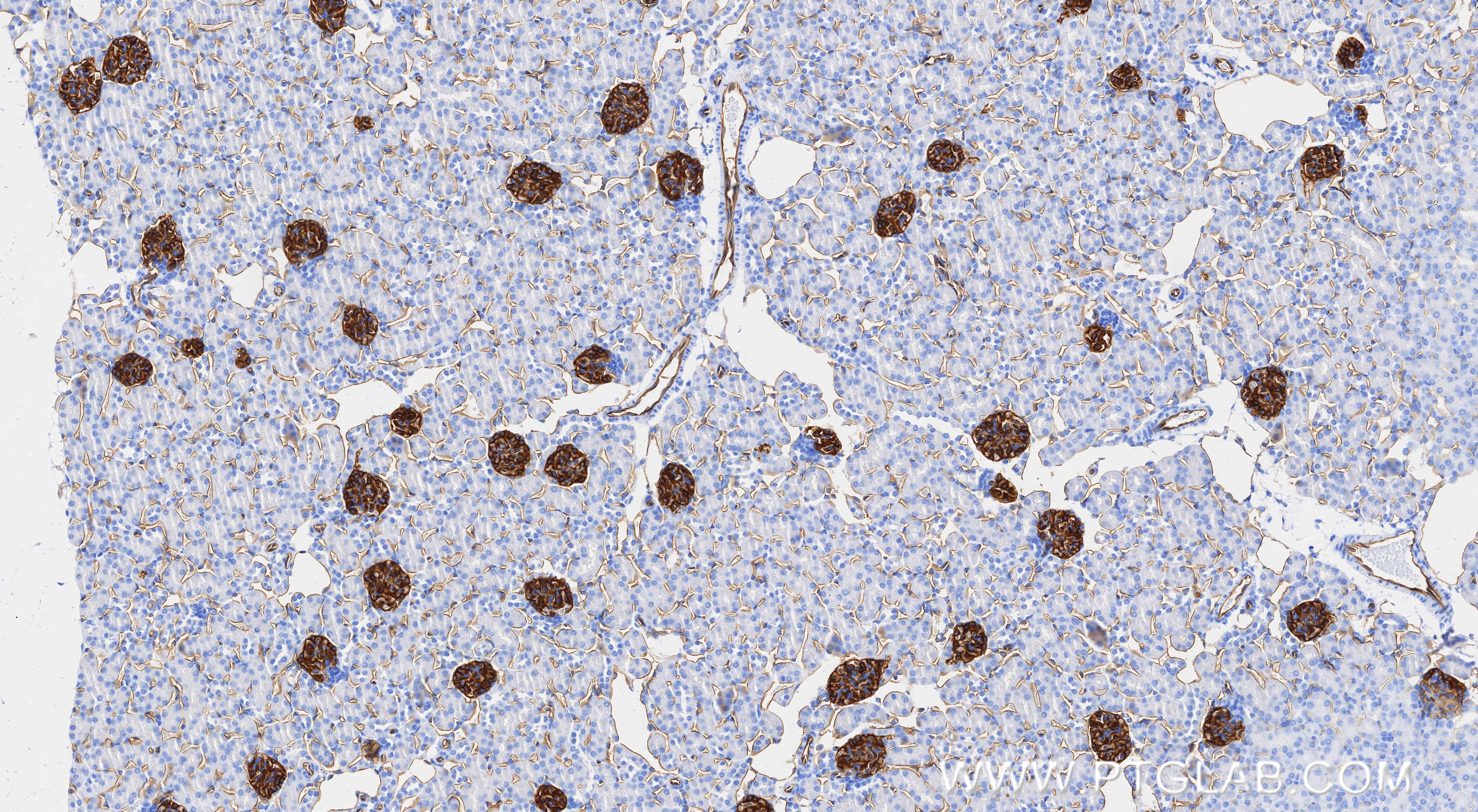 Immunohistochemistry (IHC) staining of mouse kidney tissue using Podocalyxin Recombinant monoclonal antibody (87582-2-RR)