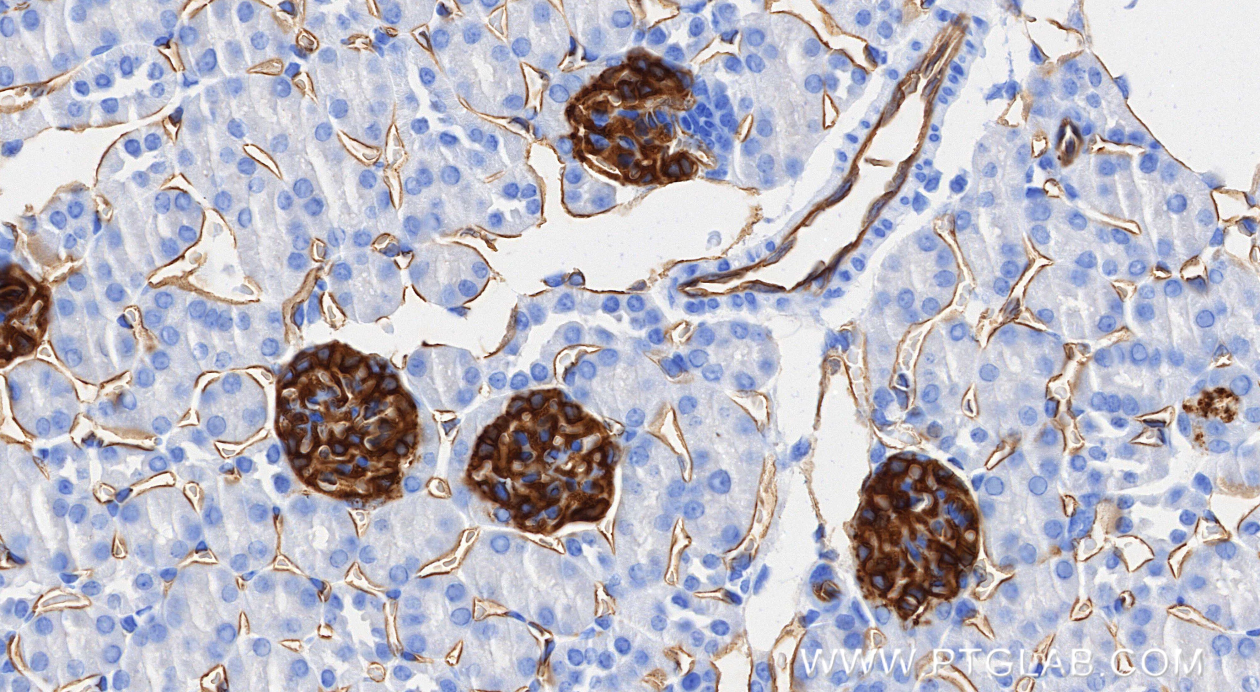 Immunohistochemistry (IHC) staining of mouse kidney tissue using Podocalyxin Recombinant monoclonal antibody (87582-2-RR)