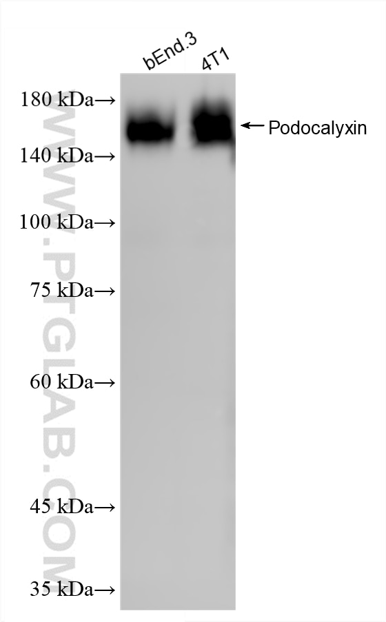 Western Blot (WB) analysis of various lysates using Podocalyxin Recombinant monoclonal antibody (87582-2-RR)