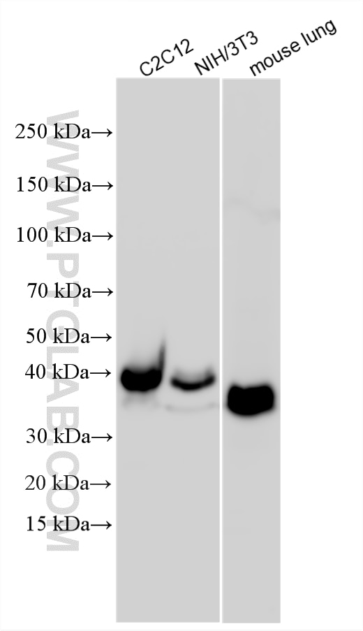 Western Blot (WB) analysis of various lysates using Podoplanin Polyclonal antibody (33099-1-AP)