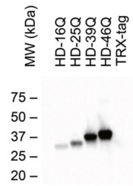 Western Blot (WB) analysis of Recombinant protein using Polyglutamine Monoclonal antibody (65239-1-Ig)