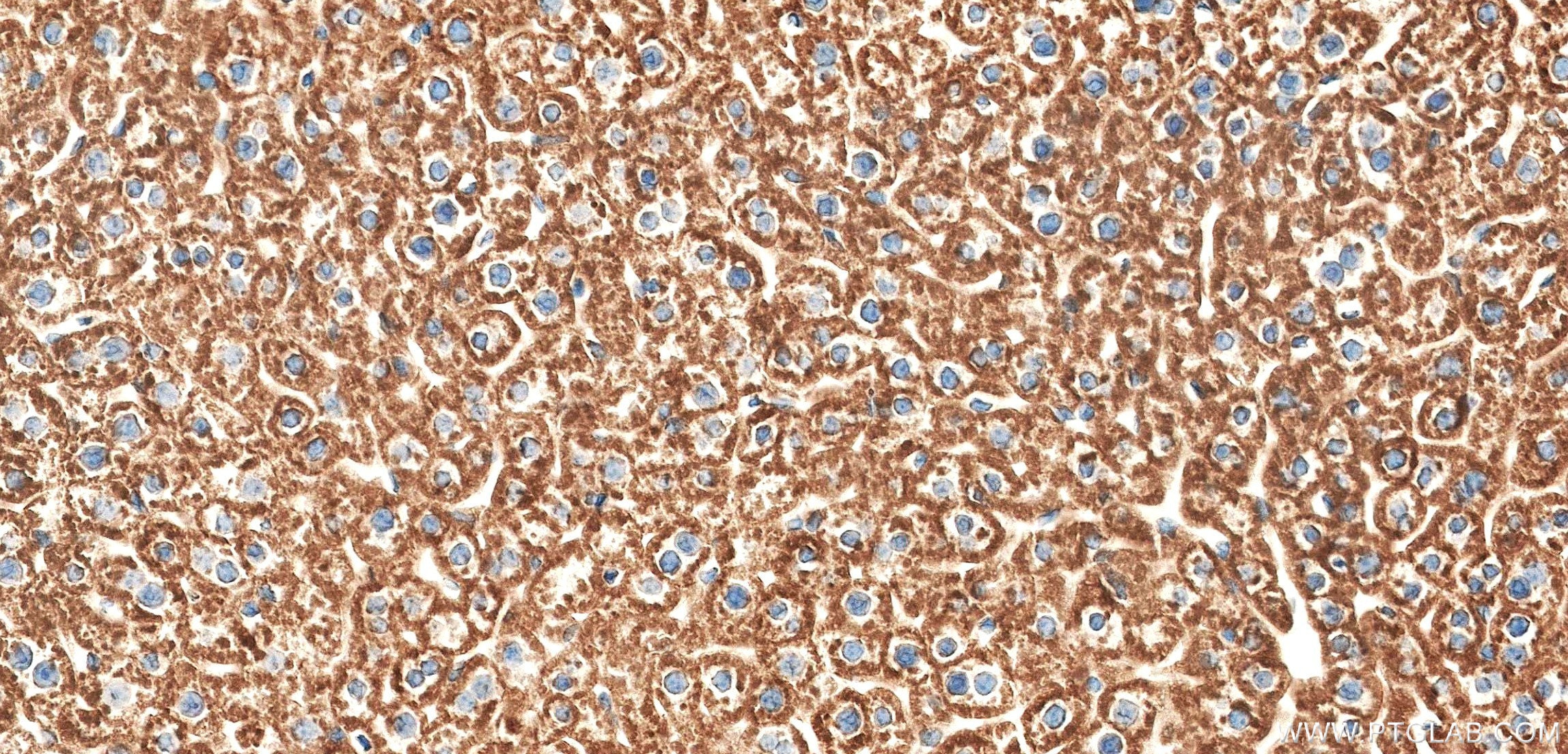 IHC staining of mouse liver using 86577-1-RR (same clone as 86577-1-PBS) Immunohistochemistry (IHC) staining of mouse liver tissue using Pon3 Recombinant monoclonal antibody (86577-1-RR)