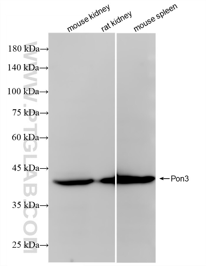 Western Blot (WB) analysis of various lysates using Pon3 Recombinant monoclonal antibody (86577-1-RR)