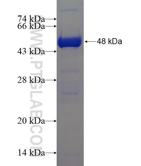 Pre IL-18 fusion protein Ag1063 SDS-PAGE