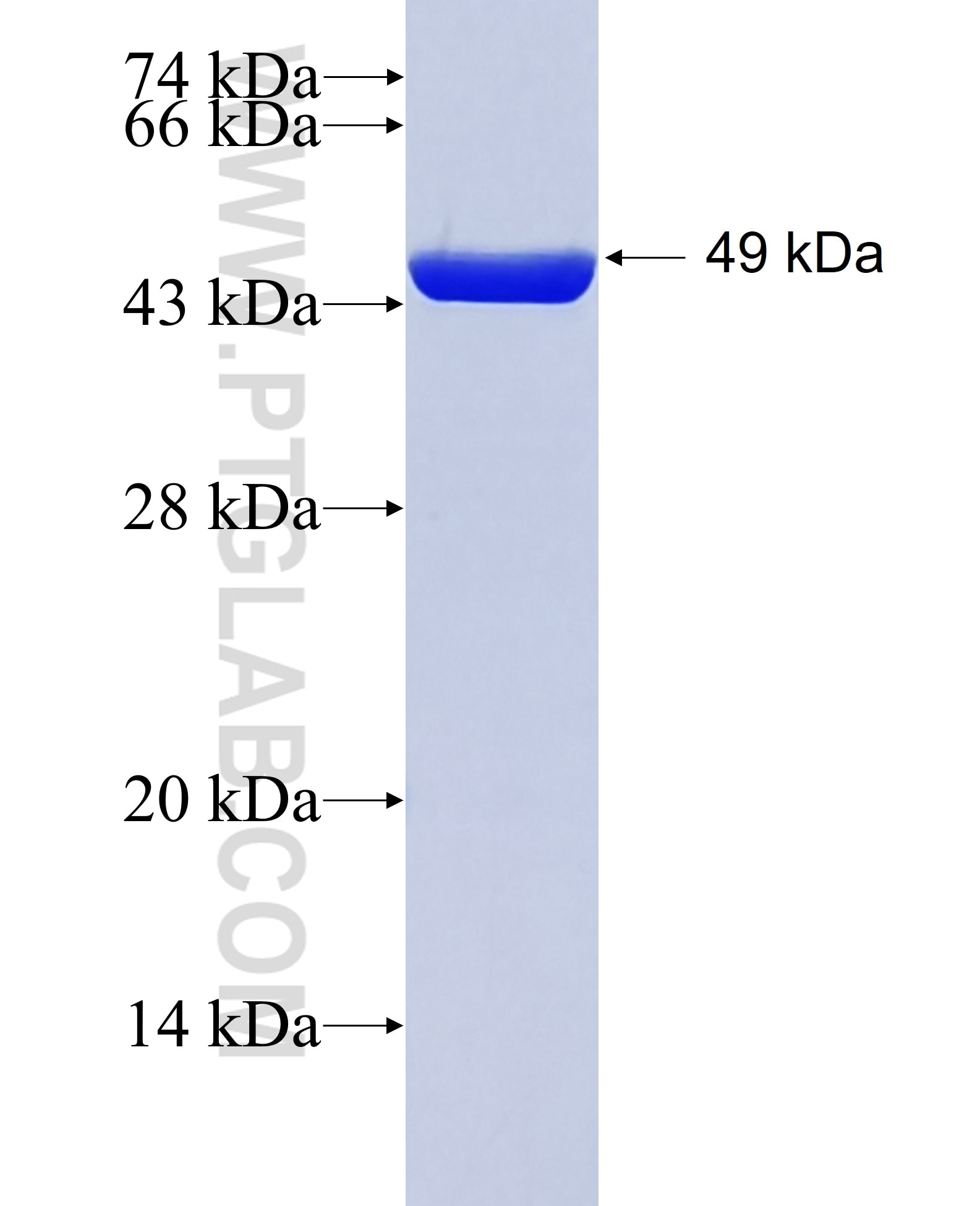 Pre IL-18 fusion protein Ag1063 SDS-PAGE