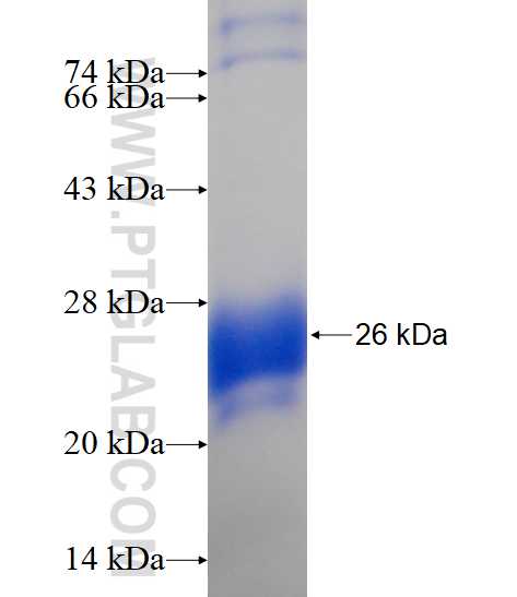 Pre IL-18 fusion protein Ag16464 SDS-PAGE