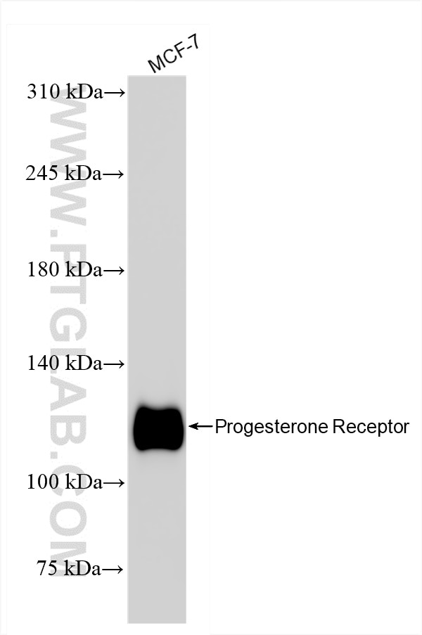 Western Blot (WB) analysis of MCF-7 cells using Progesterone Receptor Recombinant antibody (85112-4-RR)