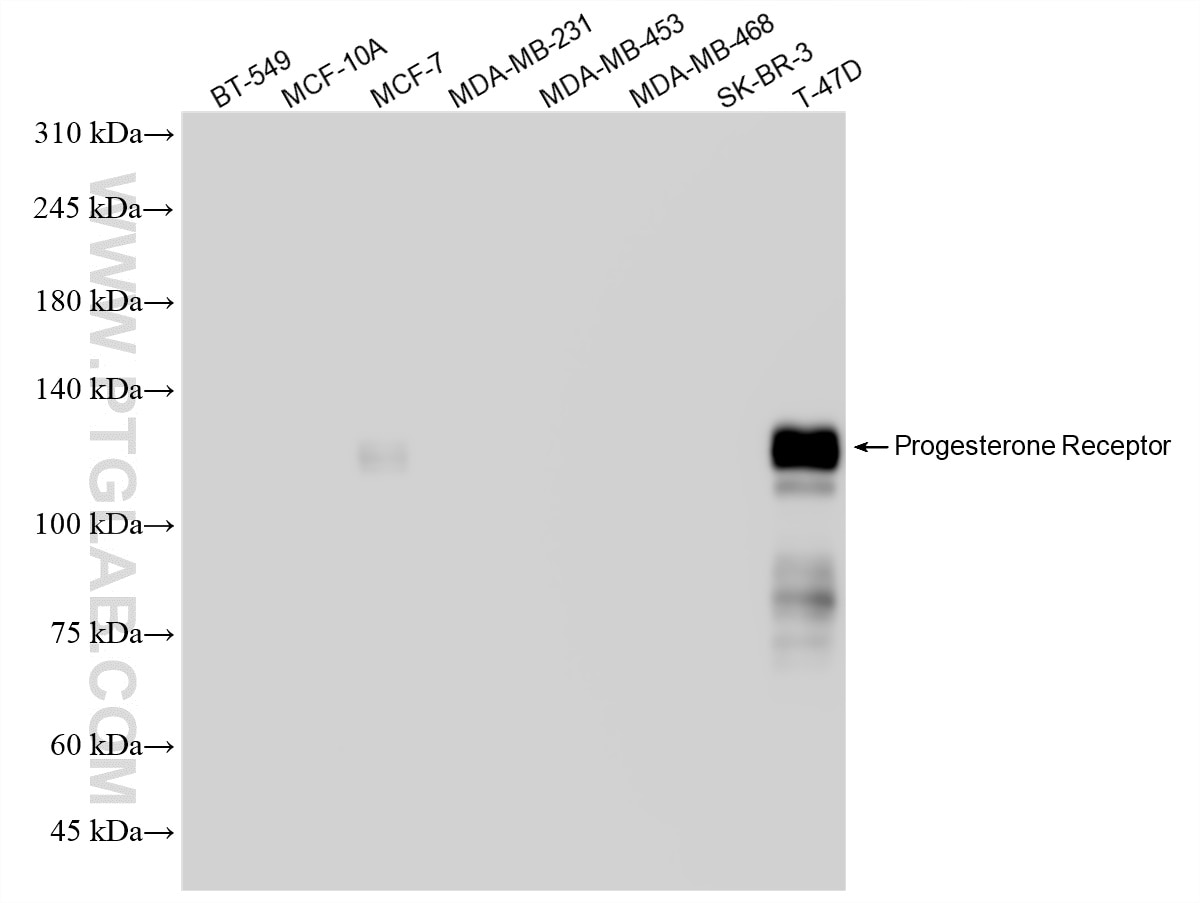 Western Blot (WB) analysis of various lysates using Progesterone Receptor Recombinant antibody (85112-4-RR)