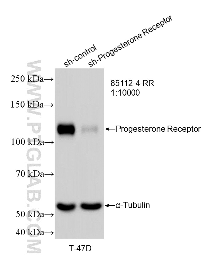 WB analysis of T-47D using 85112-4-RR Western Blot (WB) analysis of T-47D cells using Progesterone Receptor Recombinant monoclonal antib (85112-4-RR)