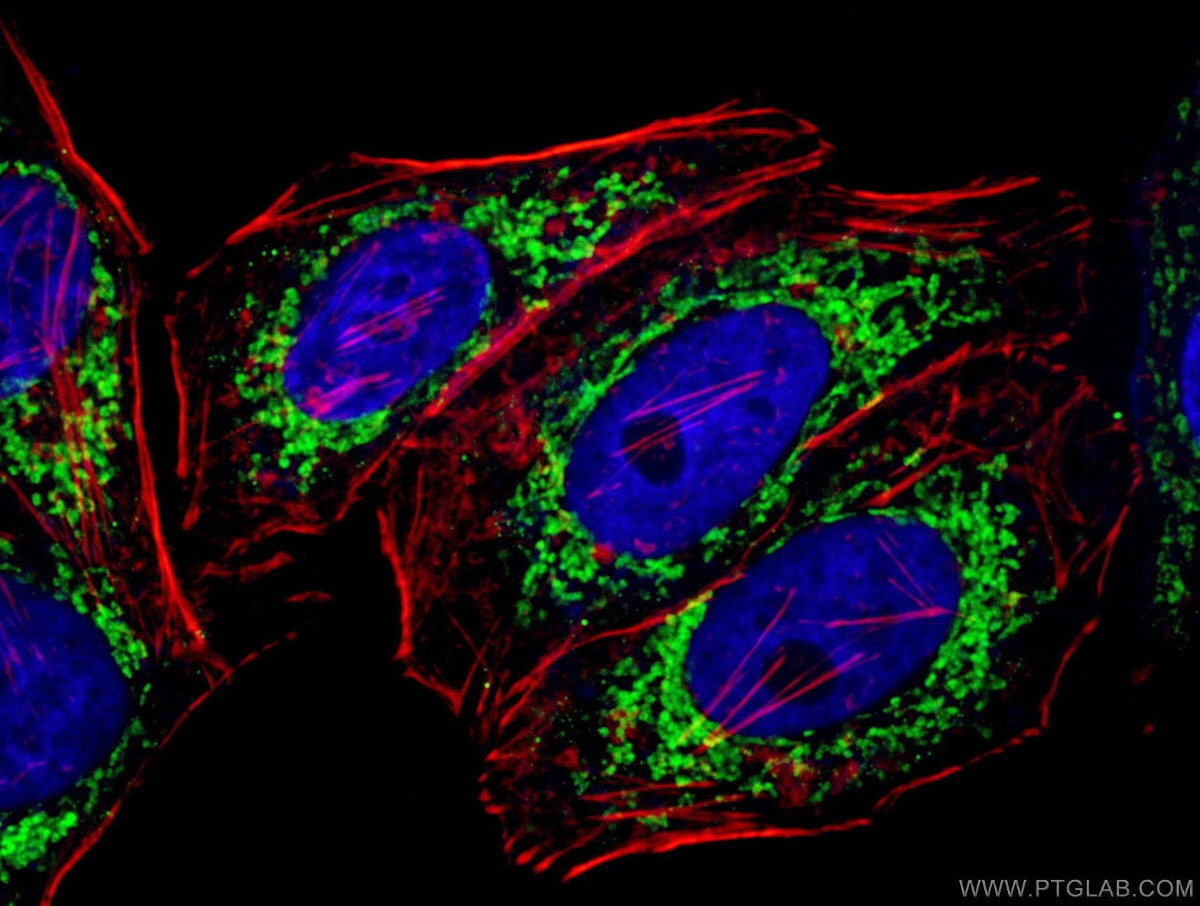 Immunofluorescence (IF) / fluorescent staining of HepG2 cells using Prohibitin 2 Monoclonal antibody (66424-1-Ig)
