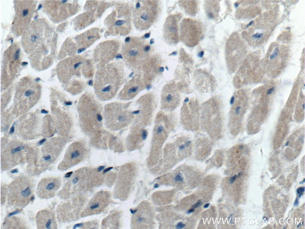 Immunohistochemistry (IHC) staining of human heart tissue using Prohibitin 2 Monoclonal antibody (66424-1-Ig)