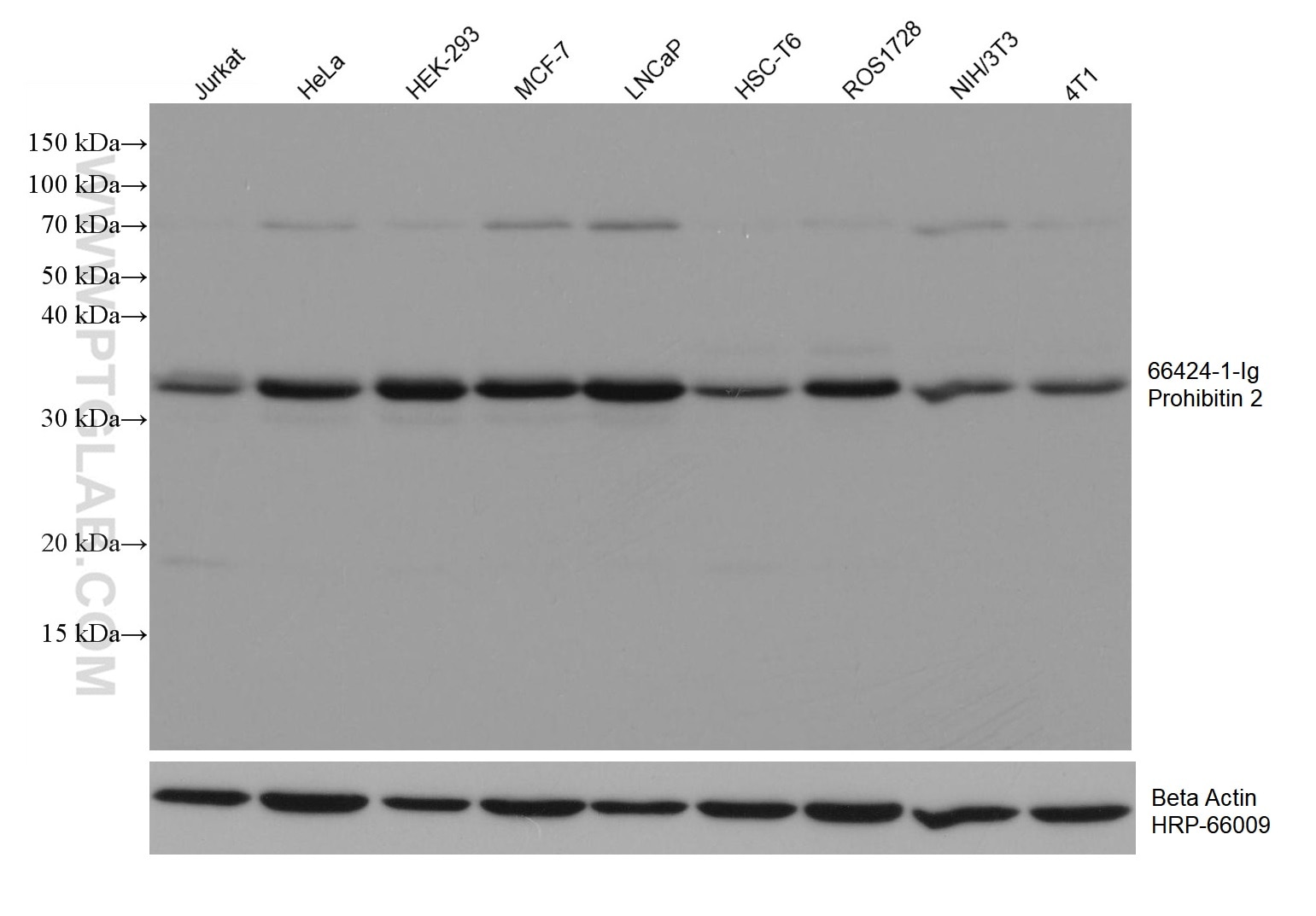 Western Blot (WB) analysis of various lysates using Prohibitin 2 Monoclonal antibody (66424-1-Ig)