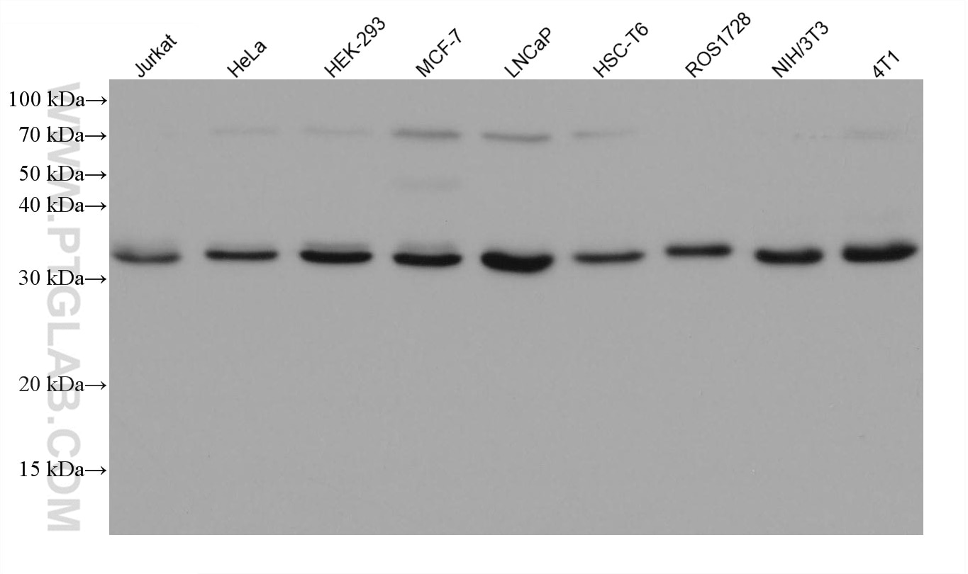 Western Blot (WB) analysis of various lysates using Prohibitin 2 Monoclonal antibody (66424-1-Ig)