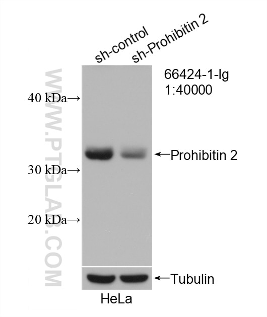 Western Blot (WB) analysis of HeLa cells using Prohibitin 2 Monoclonal antibody (66424-1-Ig)