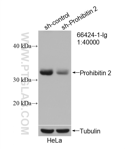 WB analysis of HeLa using 66424-1-Ig