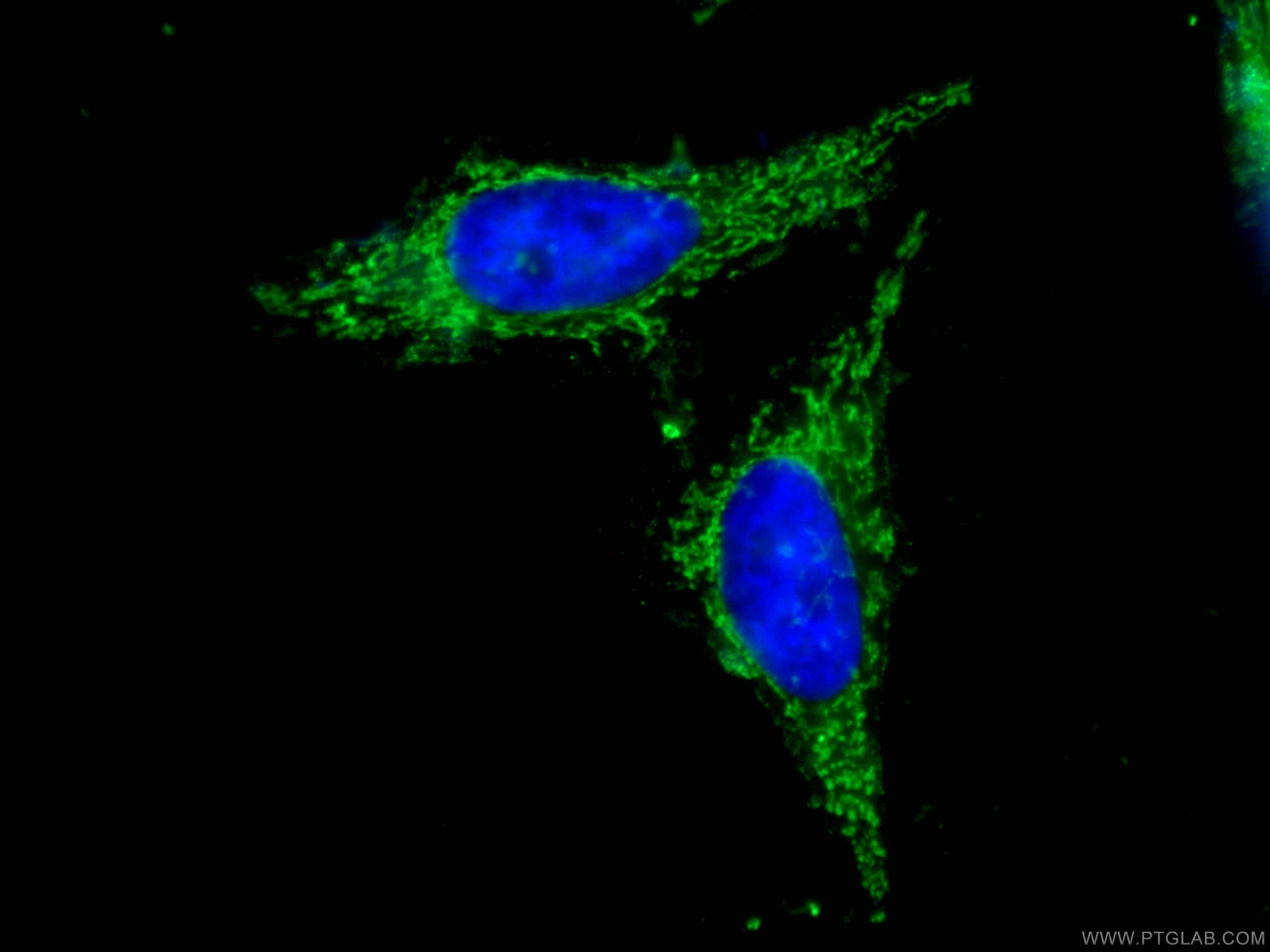 Immunofluorescence (IF) / fluorescent staining of HeLa cells using CoraLite® Plus 488-conjugated Prohibitin 2 Monoclo (CL488-66424)