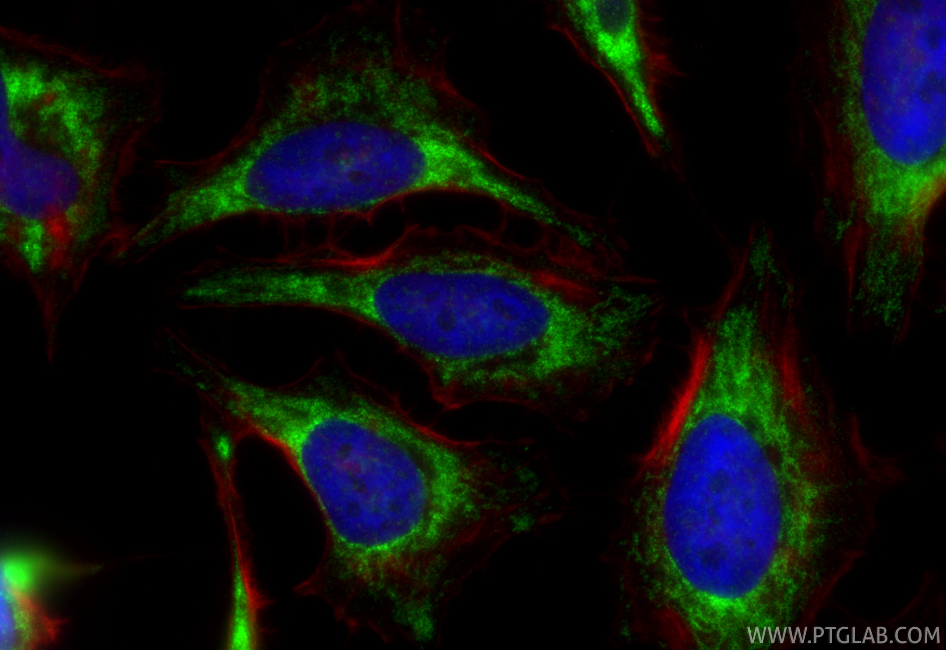IF Staining of HeLa using 88442-1-RR Immunofluorescence (IF) / fluorescent staining of HeLa cells using Prohibitin Recombinant monoclonal antibody (88442-1-RR)
