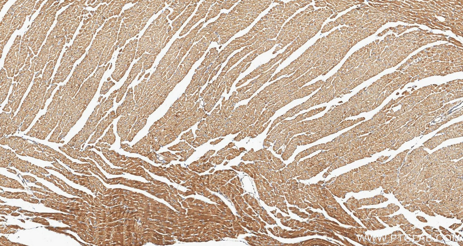 IHC staining of mouse heart using 88442-1-RR Immunohistochemistry (IHC) staining of mouse heart tissue using Prohibitin Recombinant monoclonal antibody (88442-1-RR)