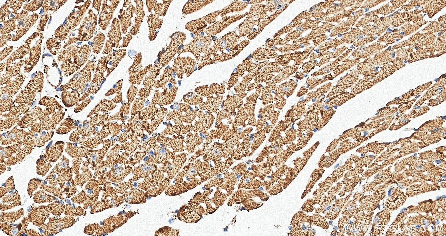 IHC staining of mouse heart using 88442-1-RR Immunohistochemistry (IHC) staining of mouse heart tissue using Prohibitin Recombinant monoclonal antibody (88442-1-RR)