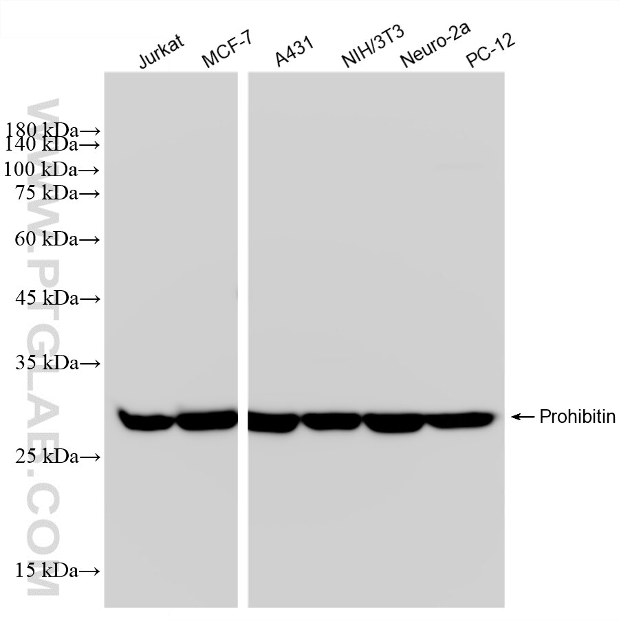 WB analysis using 88442-1-RR Western Blot (WB) analysis of various lysates using Prohibitin Recombinant monoclonal antibody (88442-1-RR)