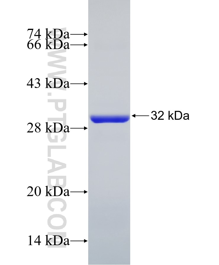 Prohibitin fusion protein Ag16664 SDS-PAGE