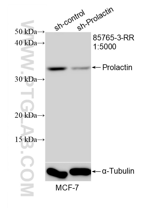 Western Blot (WB) analysis of MCF-7 cells using Prolactin Recombinant monoclonal antibody (85765-3-RR)