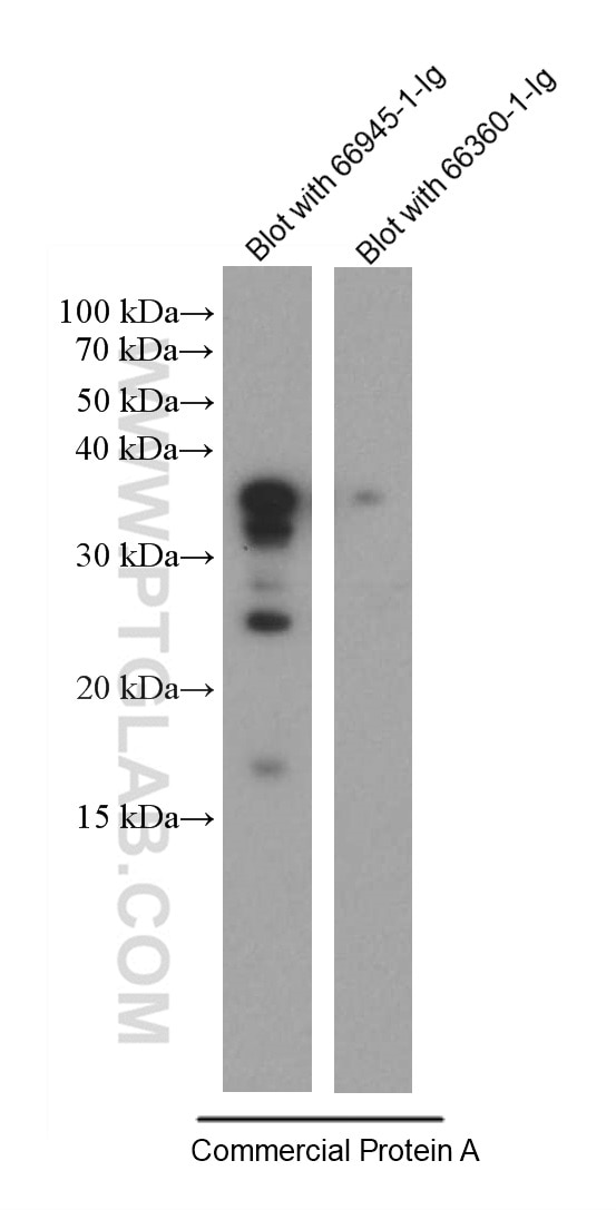 Western Blot (WB) analysis of Recombinant protein using Protein A Monoclonal antibody (66945-1-Ig)