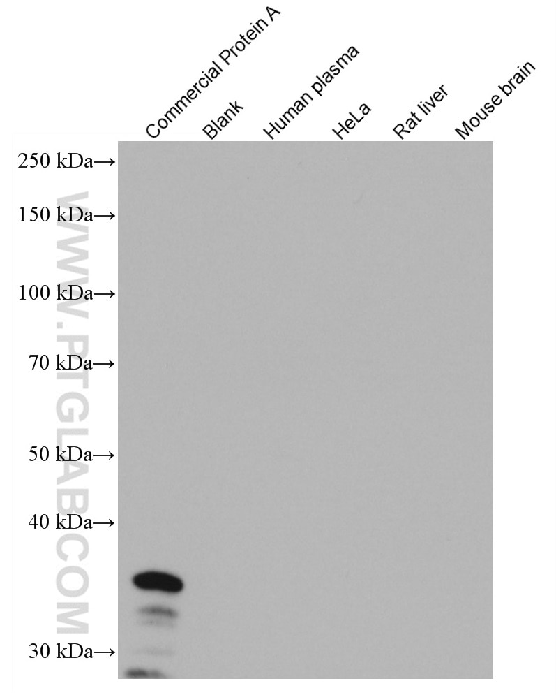 WB analysis of ProteinA using 66945-1-Ig