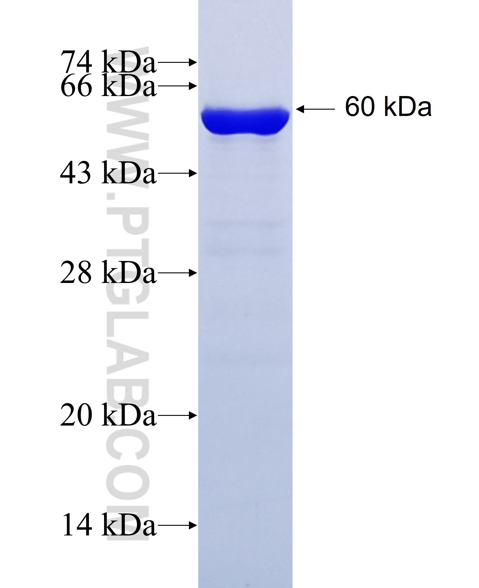 Protein A fusion protein Ag41953 SDS-PAGE Protein A fusion protein Ag41953 SDS-PAGE