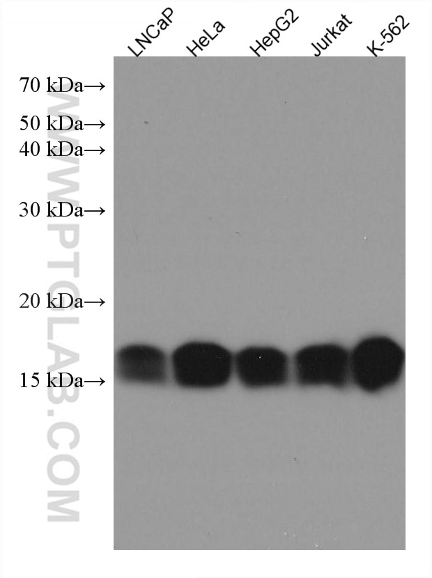 Western Blot (WB) analysis of various lysates using PRX5 Monoclonal antibody (67599-1-Ig)