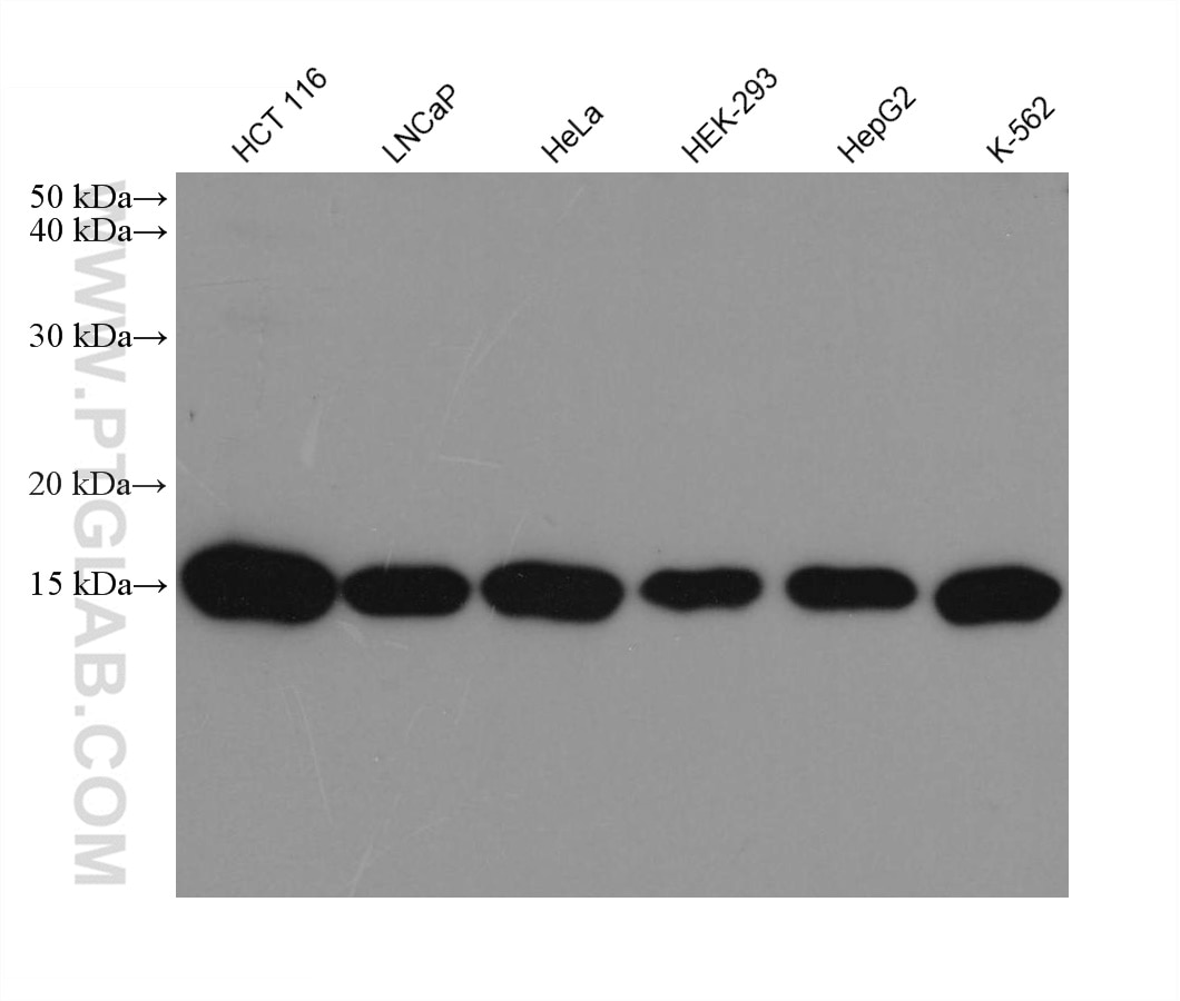 Western Blot (WB) analysis of various lysates using PRX5 Monoclonal antibody (67599-1-Ig)