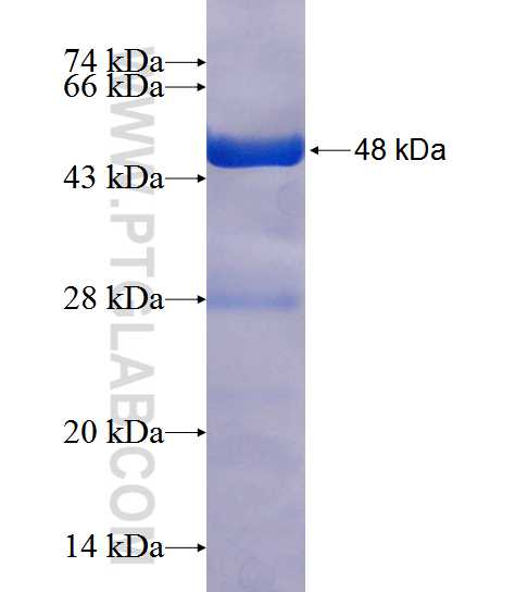 Prx5 fusion protein Ag12118 SDS-PAGE