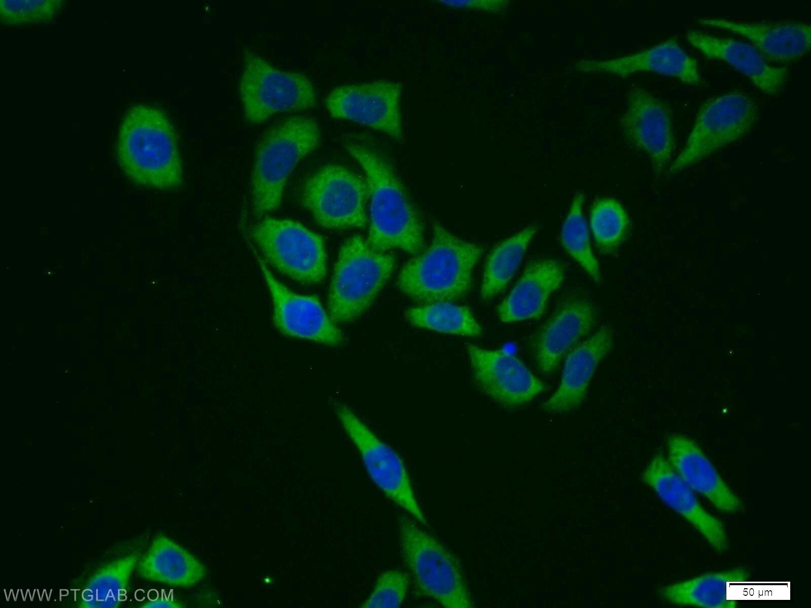 Immunofluorescence (IF) / fluorescent staining of PC-3 cells using GlnRS Polyclonal antibody (12645-1-AP)